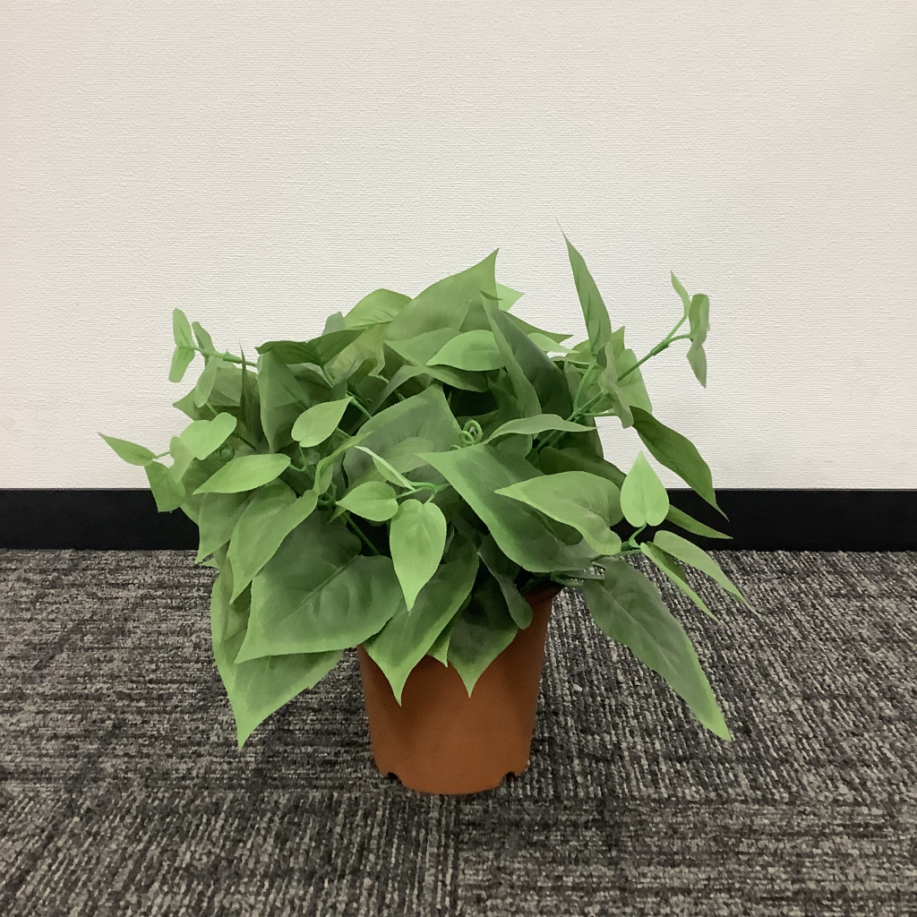 オフィスにグリーン。オフィスにおすすめの観葉植物をご紹介