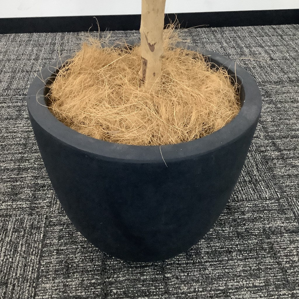 人工植栽 大 ブラック鉢4
