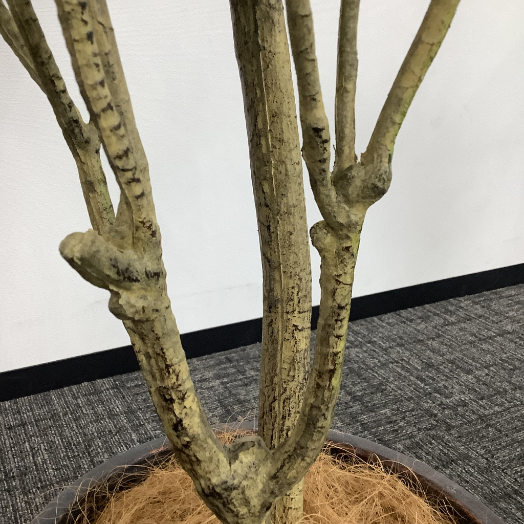 人工植栽 大 グレーストライプ鉢 針葉樹6